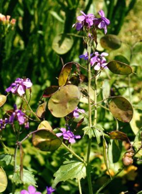 Lunaria annua (moneda del Papa, flor de nácar)